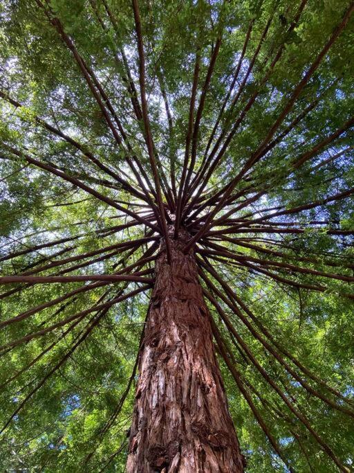 ~* The Spectacular Spyglass Treehouse *~ Occidental Kültér fotó